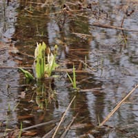 湖岸の水芭蕉