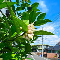 狂い咲きってわけでも。