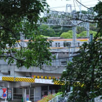 多摩川台公園あじさい園　　色々のあじさいが一面に咲いています　　　2