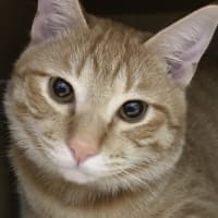 小腹