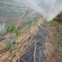 胡瓜、トマト、茄子、マクワウリ、プリンスメロンの植え付け完了