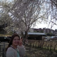 小山桜まつりの下見(^_^;)