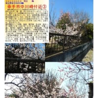 花巡り「梅－359」　幸手市中川崎付近①②③④
