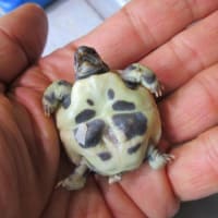 ヒガシヘルマン25もあ１号・２号誕生＼(^^@)/