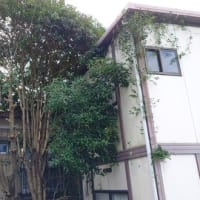 伐採