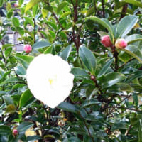 庭のさざんか