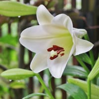 巨大ユリが咲いています！・・・テッポウユリ・カリ