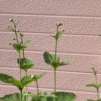 イシダテホタルブクロが咲きました