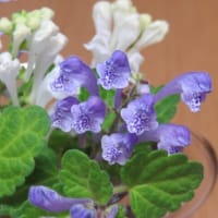 ＊お洒落な小葉の立浪草二色＊明治のウランガラスに入れてみました♪