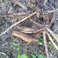 探偵ナイトスクープ 撮ったのかよ Poo ブログ 探偵ナイトスクープ 撮ったのかよ Poo ブログ