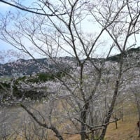 桜めぐり 兵庫県赤穂郡上郡町 '25