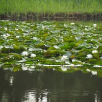 水元公園のハス