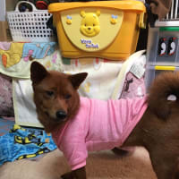 茶〜ちゃん、服着るの巻！