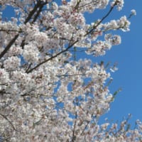 桜KURAKURA！（その１）ピンク爆咲き！