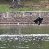 カイツブリの巣を襲うカラス