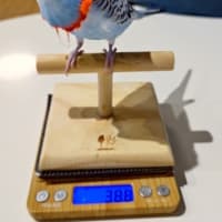 マルちゃんが軽い( ；∀；)