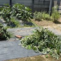 お気に入り