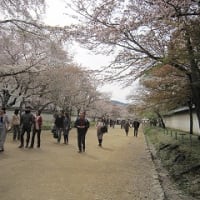 醍醐寺の桜