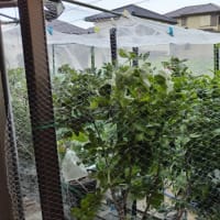 ブルーベリー初収穫