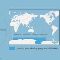 日本の調査捕鯨船、南極海へ出発　２年ぶりに捕鯨再開