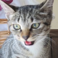 本日のきなこさん