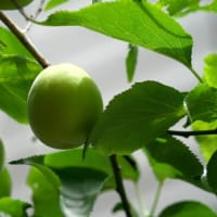 梅の収穫時期が近いかな？