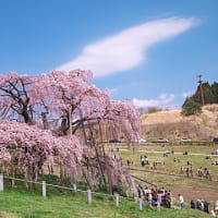 今年も「三春の滝桜」はキレイでした！
