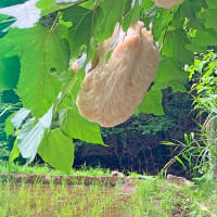サンショウの実