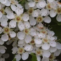 竜美ヶ丘公園の樹に咲く白い花 (1)