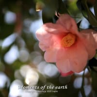 古民家に咲く花 RF35mmF1.8