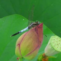 夏の季語／富士詣(ふじまうで)・富士道者・富士行者・山上詣・富士講・浅間(せんげん)講・篠小屋 