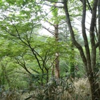 安部奥の岩岳に咲く花を求めて