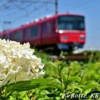 紫陽花と名鉄、其の七