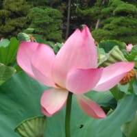 白山神社の蓮の花