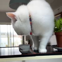 気ままです　ネコですから