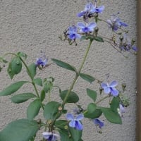 青い蝶のような花を咲かせ、別名、ブルーウイングは青い翼などと呼ばれています！