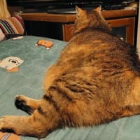 トラブル発生～っ＼(゜ロ＼)(／ロ゜)／