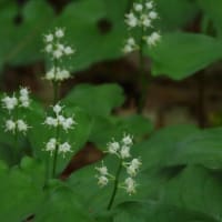 2025年5/23　開田高原の山野草