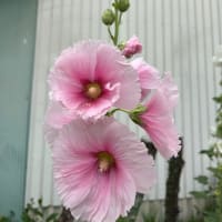 初めて見る花です