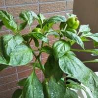 夏野菜
