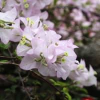 強羅公園