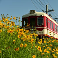 オオキンケイギク