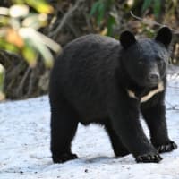 クマに25mで遭遇すると