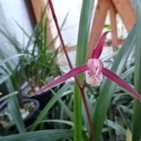 交配種（仮名　桃豊　ももゆたか）の新芽