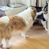 続シェリーちゃん、リンツ君、キリちゃん　お里帰り