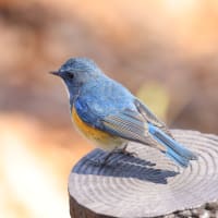野鳥の目