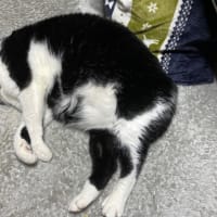 平和な我が家・・・の巻