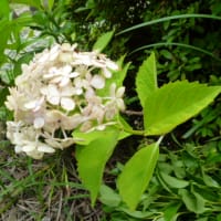 7月の庭の花たち
