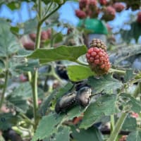 葉っぱがボロボロ食われてる