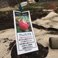 エプロン縫ったり ベリーを植えたり